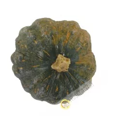 Calabaza Francia (habitaciones)- COSTO - Aprox. 1.7 kg