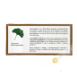La infusión de Ginkgo circulación y la memoria 30g China