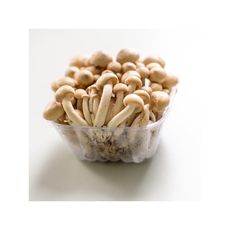 Pilz, Shimeji 150g - TARIF