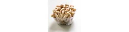 Champignon Shimeji 150g - FRAIS