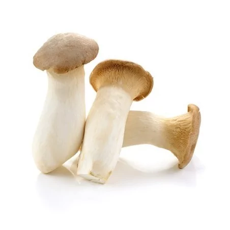 Fungus Erungi Nấm đùi gà 200g - FRESH