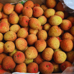 Lychee - Litchi - Vai Thieu Vietnam (kg)