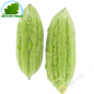Pepino amargo (kg)- COSTOS de