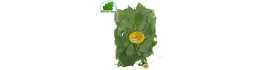Hung cay Vietnam 100g - TARIF