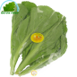 Feuille moutard Cai Be Xanh Vietnam 250g - FRAIS
