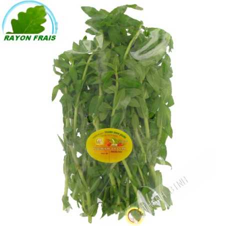Ong om Vietnam 100 g - FRESH