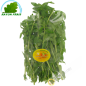 Ngo-om Vietnam 100g - TARIF