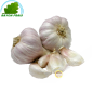 Ail filet - FRAIS