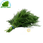 Dill - FRESH