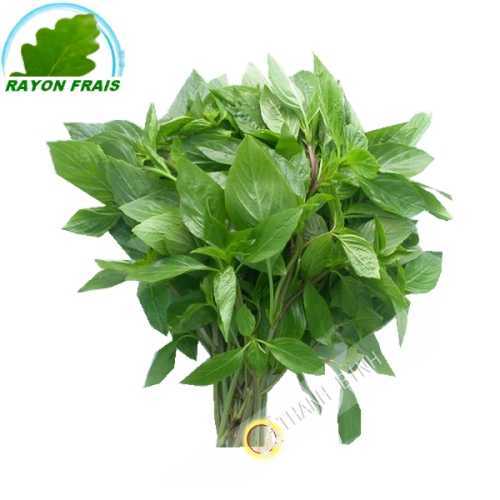 Basilico Rau Che la Thailandia 100g - FRESCO