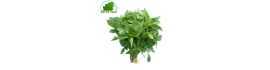 Basil Rau That Thailand 100g - FRESH