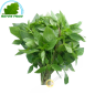 Basil Rau That Thailand 100g - FRESH