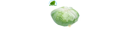 Cabbage-Japanese Spain - COSTS - Approx. 1.8kgs