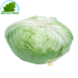 Col-Japonés España - COSTOS - Aprox. 1.8kgs