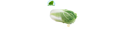 Chinese cabbage (piece)- COST - Approx. 1kgs