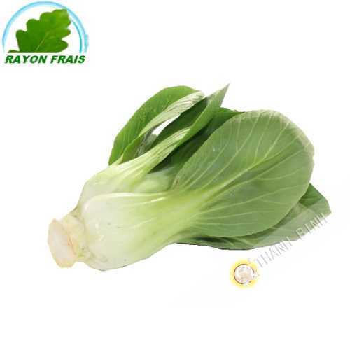 Cabbage Shanghai (kg)