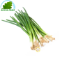 Erba cipollina FRANCIA 200g - FRESCO