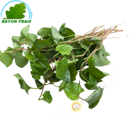 Dấp cá Việt Nam 100g- Tươi