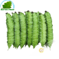 Dau rong Vietnam - FRESH