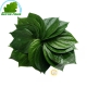 Blatt betel, 100g