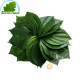 Leaf betel 100g