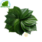 Foglia di betel Vietnam 100g - FRESCO