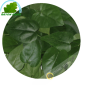 Centella asiática 100 g - FRESH