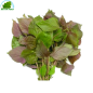 Tia per 100g - FRESCO