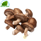 Shiitake France 200g - FRESH