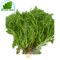 Tần ô 500g - FRAIS