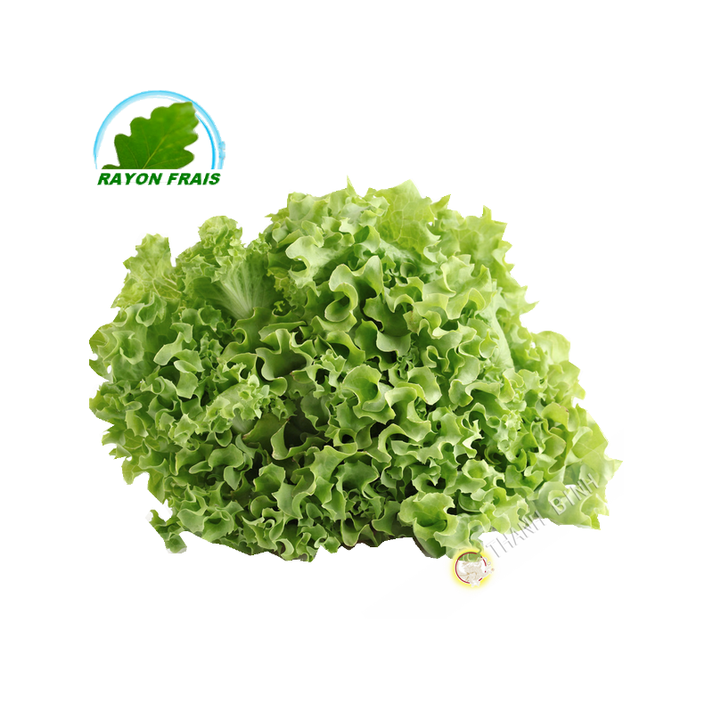 Xà lách Batavia Pháp (chiếc)- Tươi