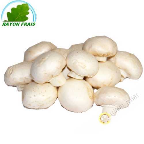 Champignon blanc Pologne 500g- FRAIS