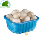 Champignon blanc Pologne 500g- FRAIS