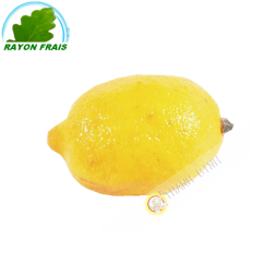 Citron jaune Espagne GM (3pcs)- FRAIS