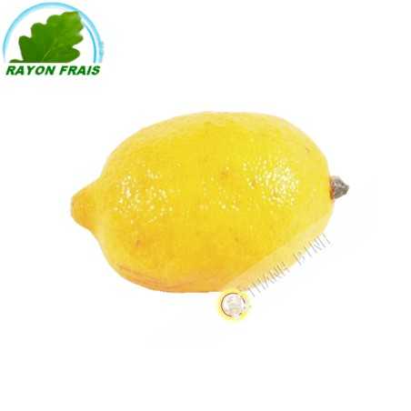 Lemon yellow Spain GM (3pcs)- COSTS