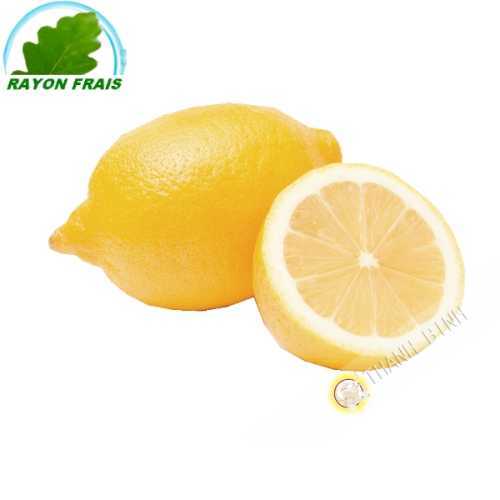 Citron jaune Espagne GM (3pcs)- FRAIS