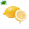 Zitrone gelb Spanien GM (3pcs)- KOSTEN