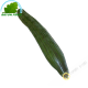 Cucumber (piece)