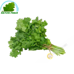 Cilantro (pieza)