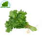 Coriander-Ngo ri (part)- COSTS