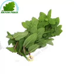 Menthe
