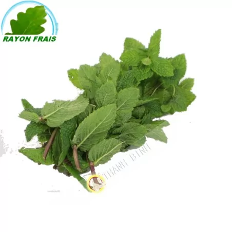 Menthe