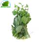 Mồng tơi Việt Nam 300g- Tươi