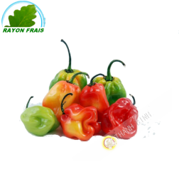 Chili caraibi Martinica 100g - FRESCO