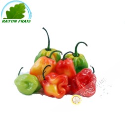 Chili caribbean Martinique 100g - FRESH