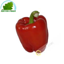 Paprika rot Spanien (stück)- KOSTEN - Ca. 350g