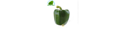 Ớt chuông xanh Tây Ban Nha ( quả )- Tươi - Khoảng 250g