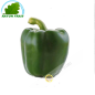 Green pepper, Spain (room)- COST - Approx. 350g
