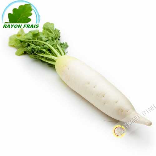 White radish Germany (part)- COSTS