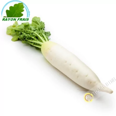 Radis blanc Allemagne (pièce)- FRAIS